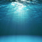 Profile photo of Drifter Dolphin
